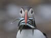 Puffin season: Good news for vulnerable seabirds returning to UK to breed - after government 'lifeline'