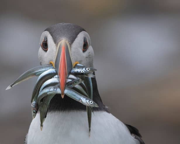 Conservationists hope to see puffins with beaks full of sandeels this season, after the government ended commercial fishing of the species (Photo: Chrys Mellor/RSPB)