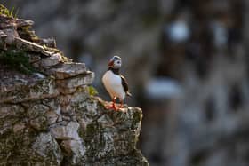 Puffins nest in colonies, on rocky cliff faces (Photo: Ellen Leach/RSPB)