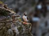 Sandeel fishery closure: EU challenges UK government's puffin-protecting policy