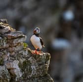 Puffins nest in colonies, on rocky cliff faces (Photo: Ellen Leach/RSPB)