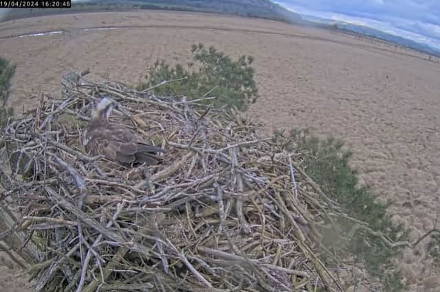 The Foulshaw ospreys have already laid their first egg (Amber Allott/NationalWorld)