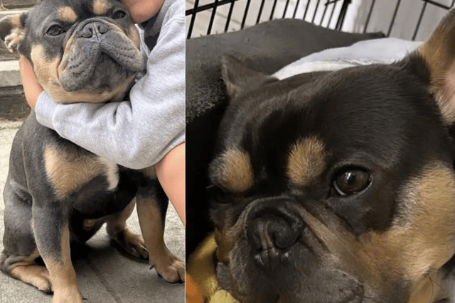 Avon and Somerset Police have launched an appeal into the theft of 18-month-old French Bulldog Frankie, who was stolen from a property in Patchway on Friday morning (Credit: Avon and Somerset Police)