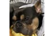 Avon and Somerset Police launch appeal to find stolen French Bulldog Frankie - how you can help