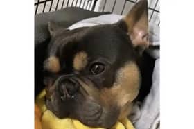 Frankie, a French bulldog stolen during a burglary in Patchway, Bristol, on Friday, April 19, 2024 Picture: Avon and Somerset Police