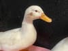 RSPCA: Animal charity seeking information after duck shot in face with air gun - as bird on the mend