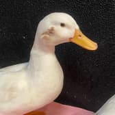 The duck is recovering well from its infected cheek wound (Photo: RSPCA/Supplied)