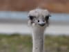 Topeka Zoo: Beloved ostrich 'Karen' dies after swallowing zoo worker's keys