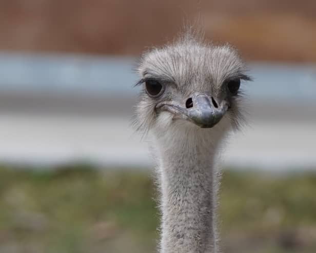 Karen was reportedly a particularly playful ostrich (Photo: Topeka Zoo/Facebook)