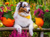 Plants to avoid for a pet-friendly garden, including popular fruits and veggies