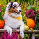 A number of popular garden plants, from veggies to flowers, are poisonous to our pets (Photo: Deposit Photos/Supplied)