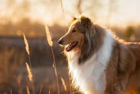 Owners of long-haired dog breeds need to take extra care (Photo: Shutterstock/Supplied)