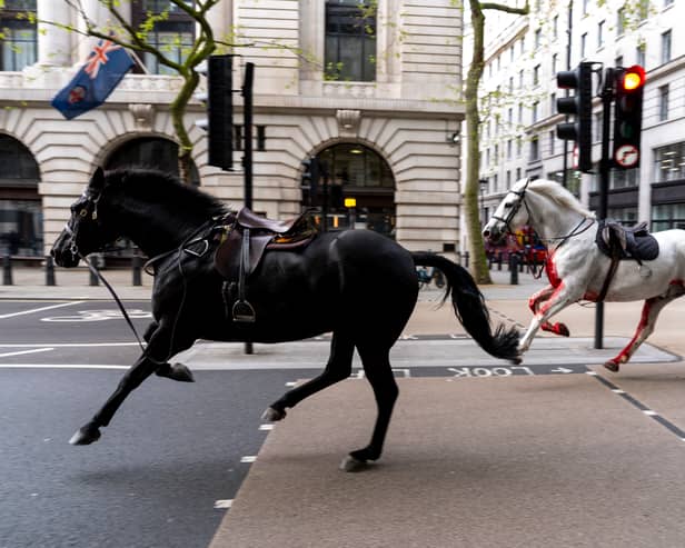 Two horses on the loose bolt through the streets of London near Aldwych. (Credit: Jordan Pettitt/PA Wire)