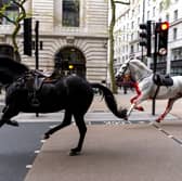 Two horses on the loose bolt through the streets of London near Aldwych. (Credit: Jordan Pettitt/PA Wire)