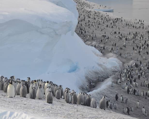 Antarctica's emperor penguins colonies make their homes on sea ice (Photo: Christopher Walton/BAS)
