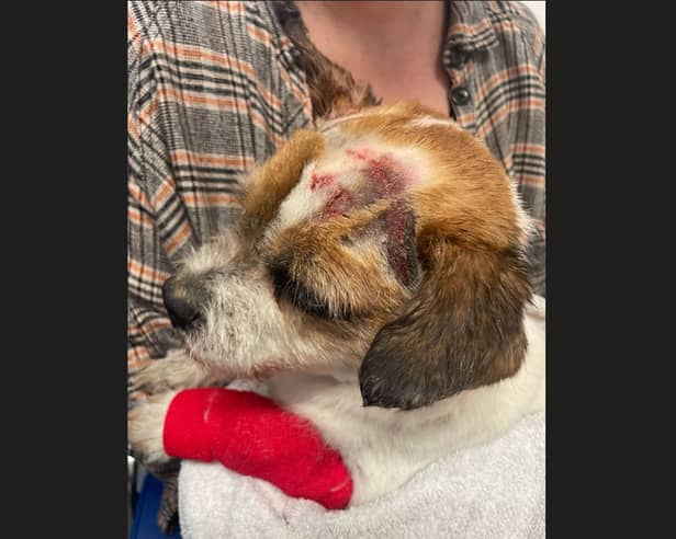 Ollie, a seven year old Jack Russell shih tzu cross, was wounded in an attack by two suspected XL Bullys in Handsworth