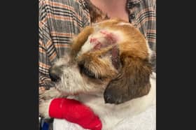 Ollie, a seven year old Jack Russell shih tzu cross, was wounded in an attack by two suspected XL Bullys in Handsworth