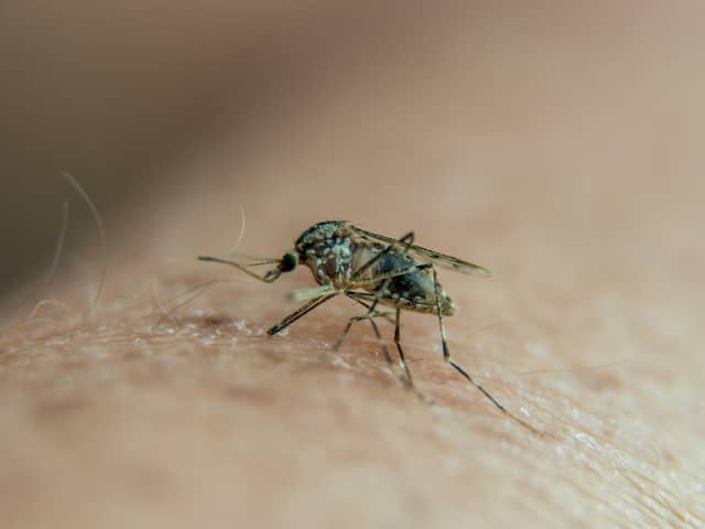 Travel experts have shared urgent advice to holidaymakers as malaria has resurged in biggest selling holiday destinations. (Photo: AFP via Getty Images)