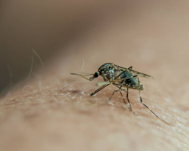 Travel experts have shared urgent advice to holidaymakers as malaria has resurged in biggest selling holiday destinations. (Photo: AFP via Getty Images)