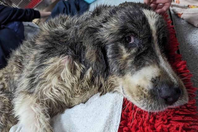 The RSPCA want to reunite the pup with his family (Photo: RSPCA/Supplied)