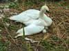 RSPCA: Warning for pet owners after nesting swan suffers fatal injuries in suspected dog attack