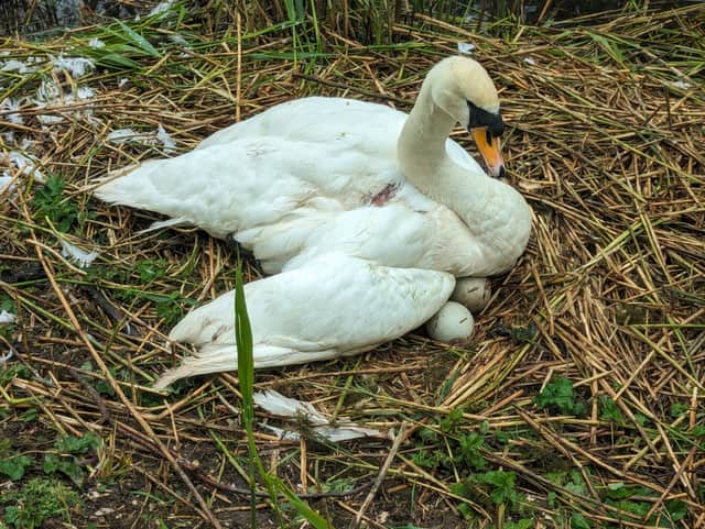 Despite an infected wound and an injured wing, the mother swan was still trying to incubate her eggs (Photo: RSPCA/Supplied)