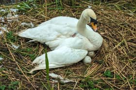 Despite an infected wound and an injured wing, the mother swan was still trying to incubate her eggs (Photo: RSPCA/Supplied)