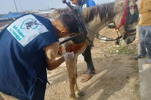The Safe Haven team treating a horse injured during the bombardment of a house in Rafah (Photo: Save Haven for Donkeys/Supplied)