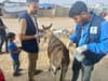Safe Haven for Donkeys: UK charity needs help lightening the load for animals 'critical' to the people of Gaza