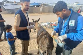 The Safe Haven team treating a foal at a refugee camp (Photo: Safe Haven for Donkeys/Supplied)