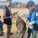 The Safe Haven team treating a foal at a refugee camp (Photo: Safe Haven for Donkeys/Supplied)