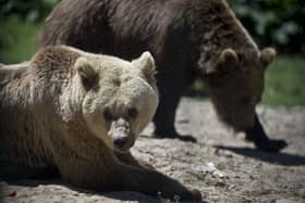 A British tourist mauled by a bear on holiday in Romania after rolling down the car window to take a selfie with it says she was saved by her Marks and Spencer’s jacket. (Photo: AFP via Getty Images)