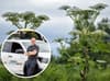 Giant Hogweed: UK’s ‘most dangerous’ plant set to have bumper year thanks to mild and wet weather