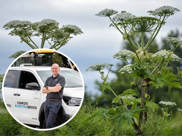 Britain is facing a record invasion of the UK’s ‘most dangerous’ - plant Giant Hogweed - thanks to mild and wet weather. Picture: SWNS