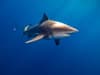 Tobago shark attack: British tourist 'loses arm and leg' after horror attack by bull shark off Caribbean beach while on holiday