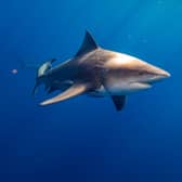 A British tourist, 64, is in intensive care after he was mauled by a bull shark in a horror attack that took place while he was on holiday in Tobago, a Caribbean island. (Photo: AFP via Getty Images)