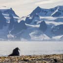 A tourist has been fined £900 for getting too close to a walrus in Svalbard, a Norwegian archipelago between mainland Norway and the North Pole. (Photo: PA)