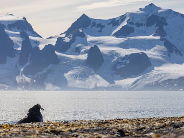 A tourist has been fined £900 for getting too close to a walrus in Svalbard, a Norwegian archipelago between mainland Norway and the North Pole. (Photo: PA)