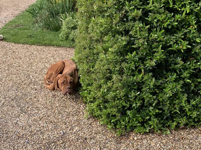 The skinny and frightened dog was found huddled behind a bush, in an Essex driveway (Photo: RSPCA/Supplied)