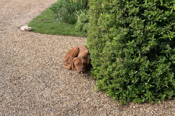 The skinny and frightened dog was found huddled behind a bush, in an Essex driveway (Photo: RSPCA/Supplied)