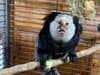 Wings and Paws: UK animal rescue seeking home for marmoset monkey - found 'leaping about' Wolverhampton house