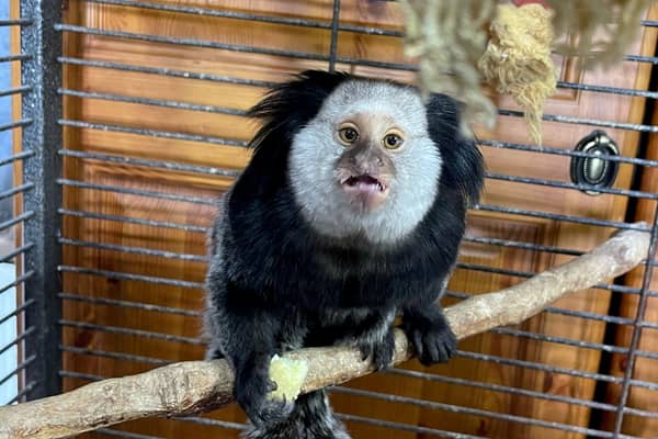 The White-headed marmoset was able to be lured into a cage by volunteers (Photo: Wings and Paws/SWNS)