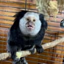 The White-headed marmoset was able to be lured into a cage by volunteers (Photo: Wings and Paws/SWNS)