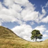 Two men have been charged with criminal damage in connection with the felling of the Sycamore Gap tree