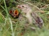 RSPB and RSPCA advice: What to do if you see a baby bird out of the nest this spring