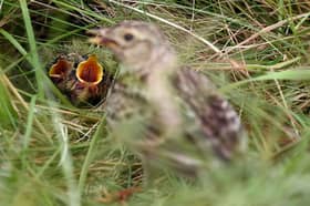 The RSPB and RSPCA are urging members of the public to brush up on what to do if they discover a baby bird out of the nest these next two months (Photo: GLYN KIRK/AFP via Getty Images)