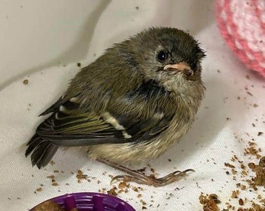 A goldcrest fledgling. The best thing to do if you find a fledgling is to leave it be (Photo: RSPCA/Supplied)