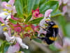 Bumblebees: Climate change may be 'overheating' wild bee nests - driving them closer to extinction