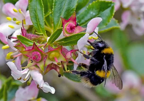 There were originally some 26 bumblebee species which called the UK home (Photo: Peter Byrne/PA Wire)