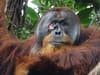 Orangutans: Scientists spot wild ape using medicinal plant on its wound for first time ever